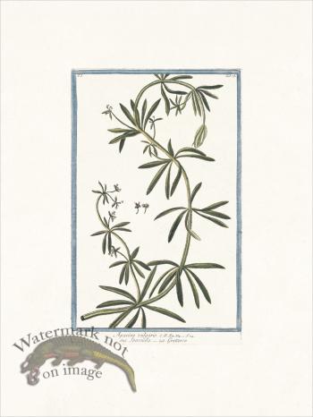 Bonelli 078 Goose grass